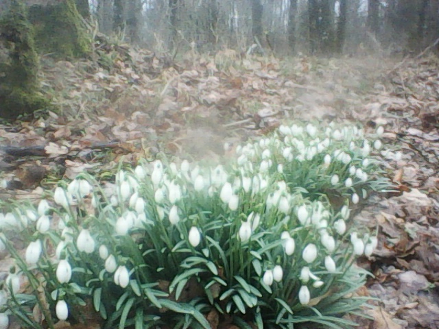 Bright shining Snowdrops.