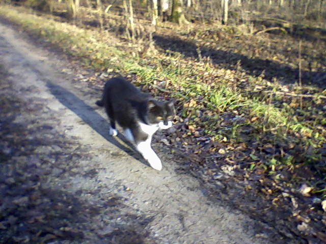 My cat, hiking through a forest near the village I used to live at.