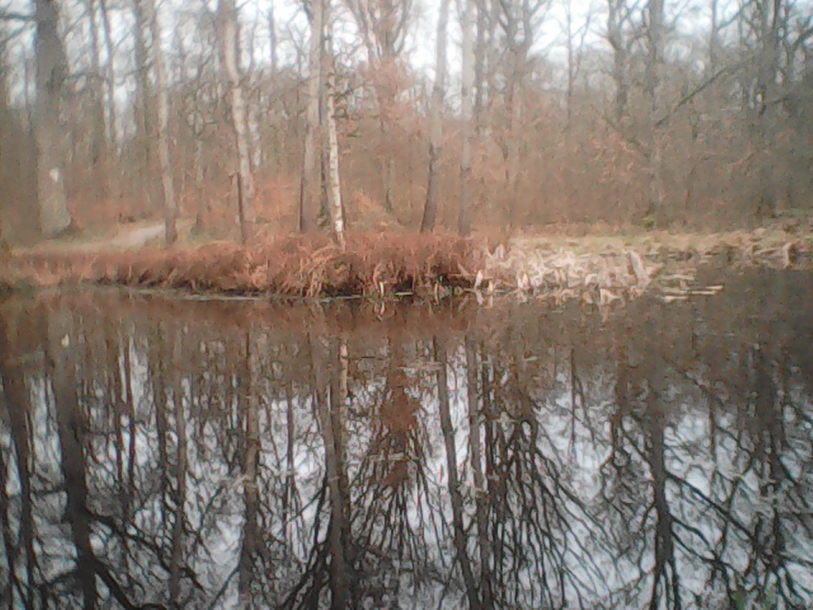 A brown lake; trees are mirrored within the water.