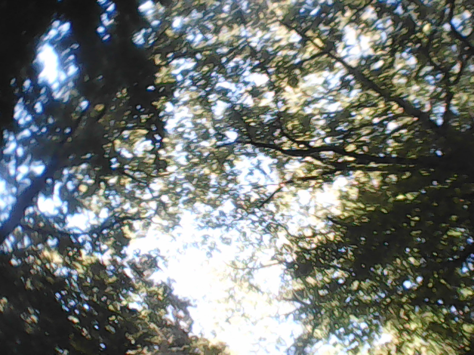 Green tree branches reach over a blue sky.