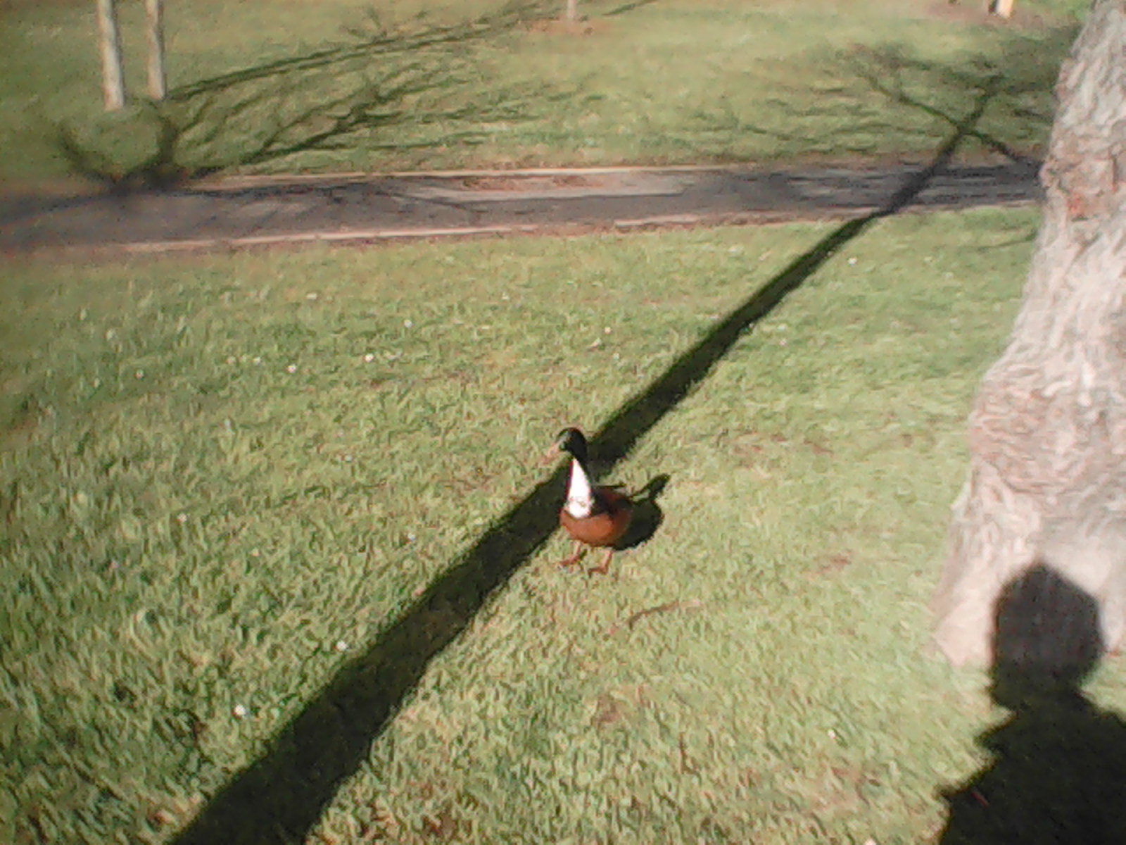 A duck on a bleached grass area is watching you.