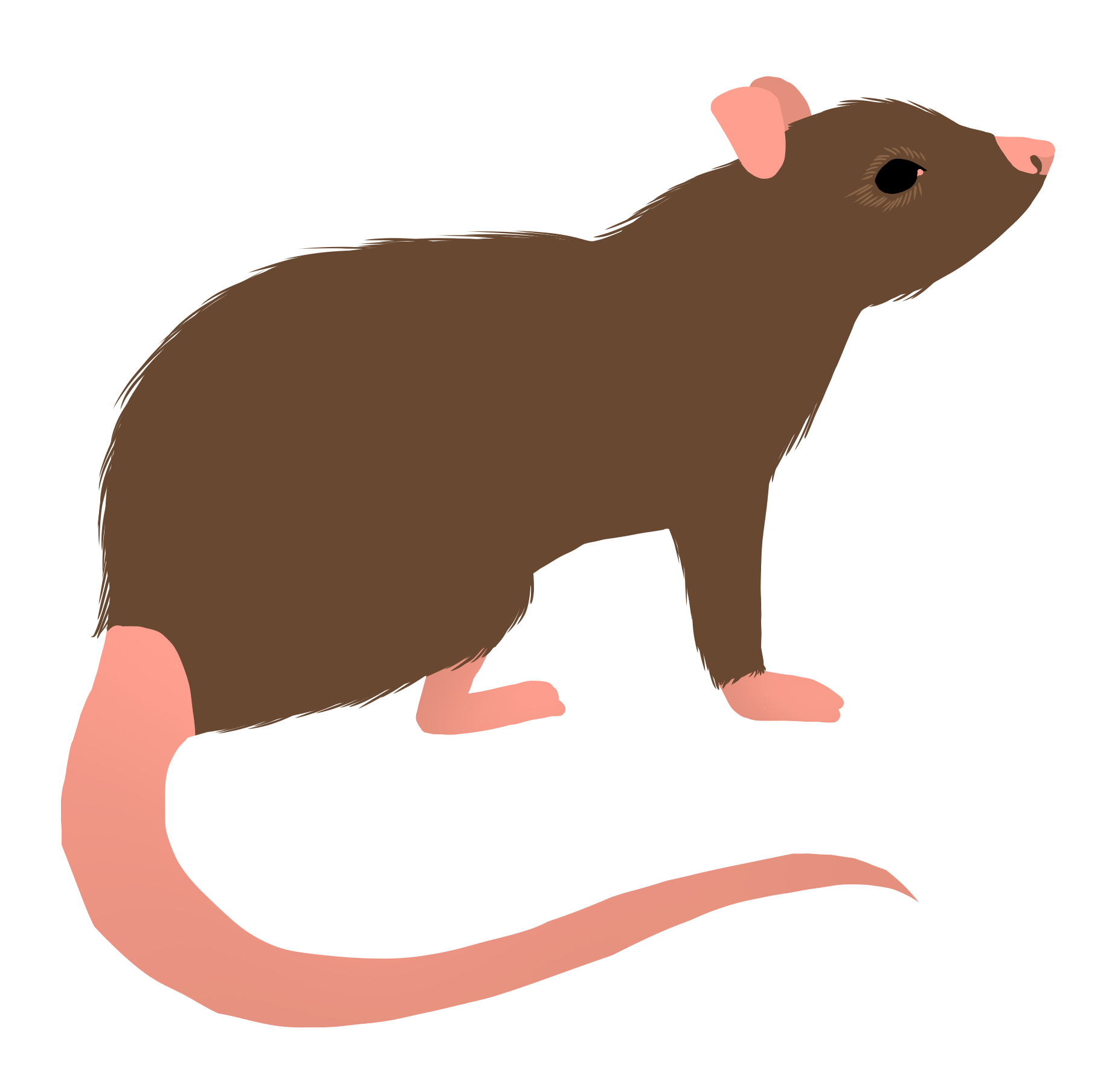 A drawing of a rat.