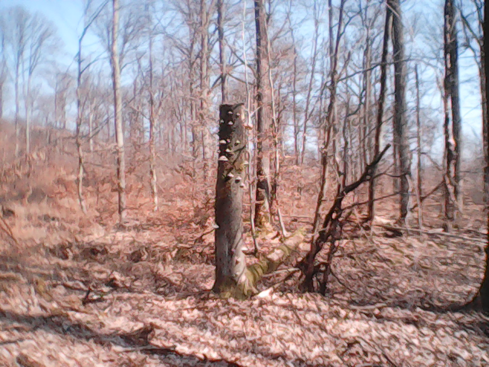 Tree trunk in an forest.