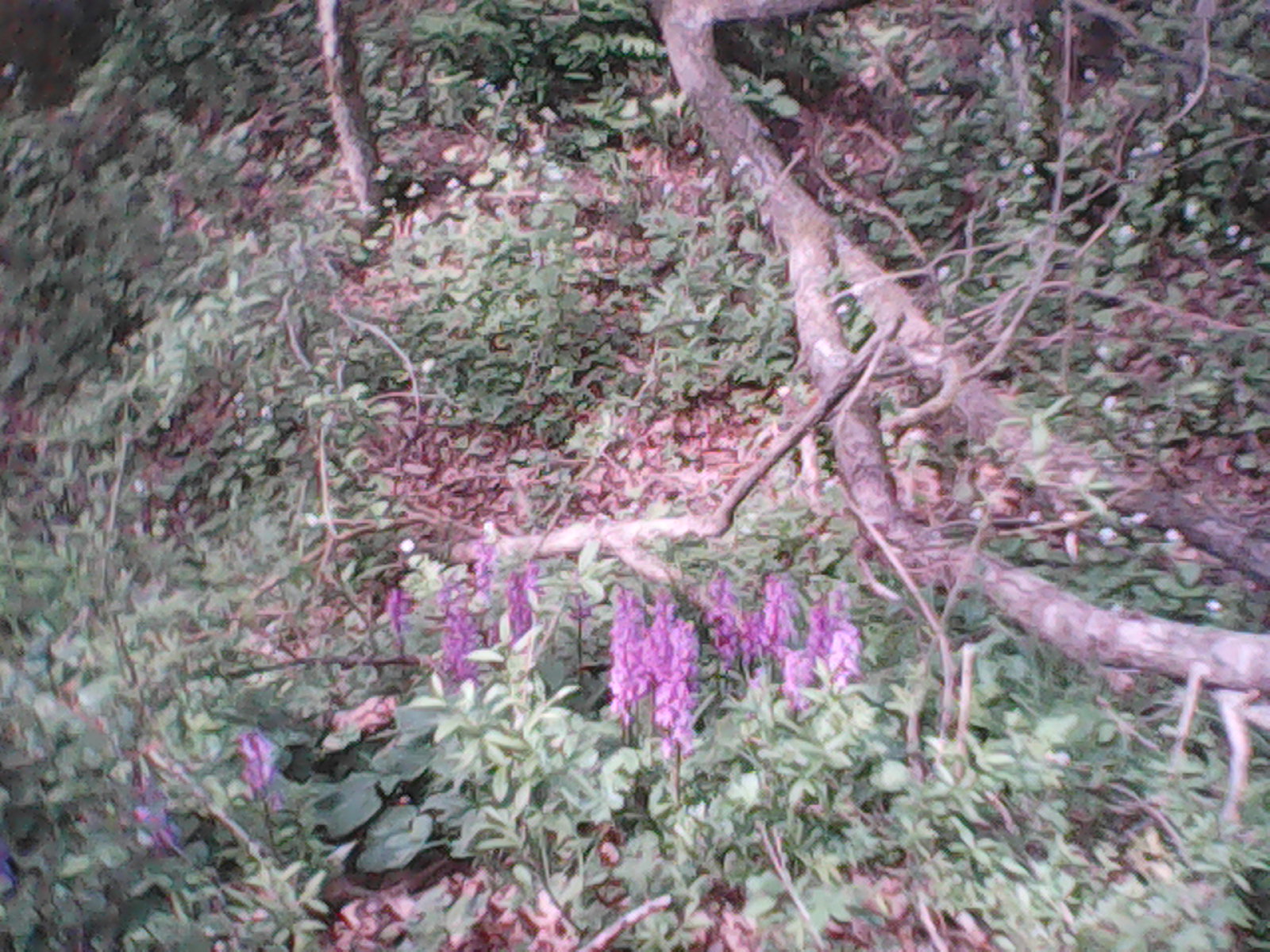 Violet flowers