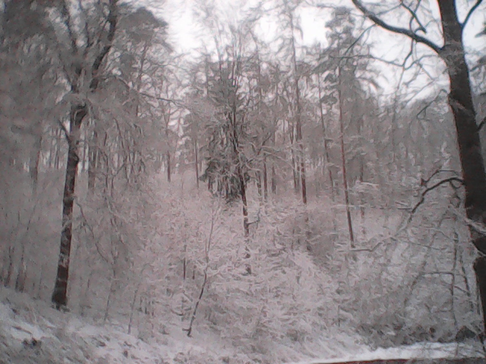 A frozen forest.