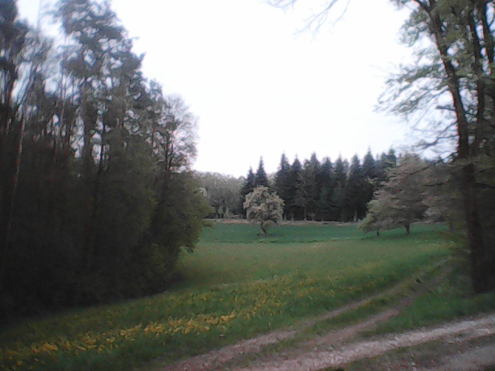 A meadow with a single tree in the middle