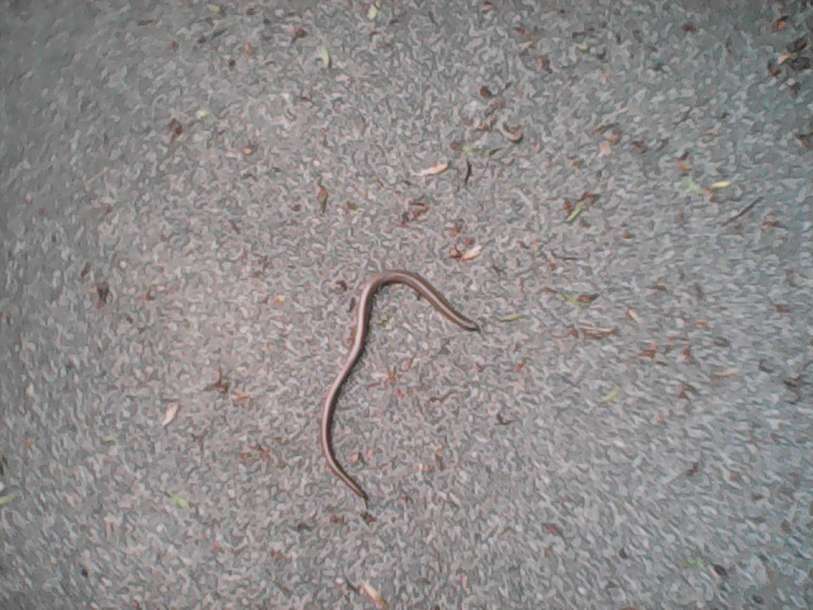 A small snake on the asphalt of an street.