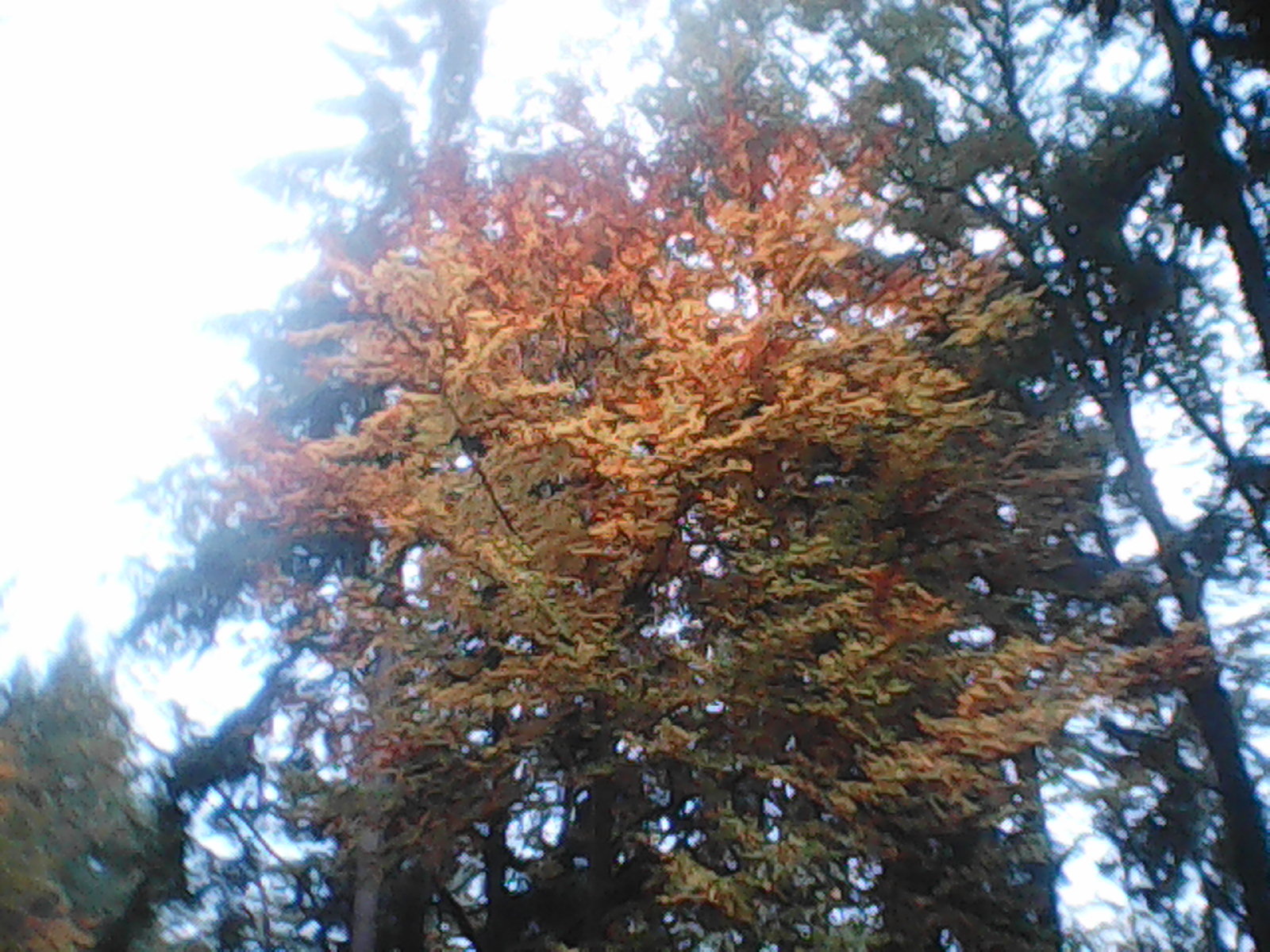 A tree with unusual colors.