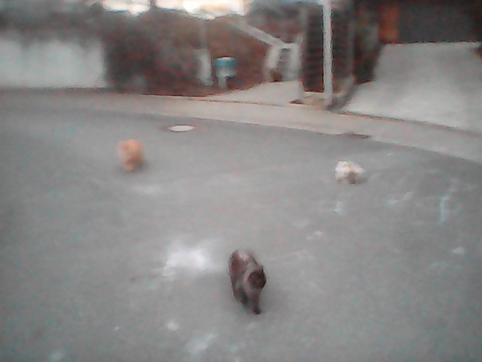 Persian cats on a street